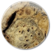 California Buckeye Burl